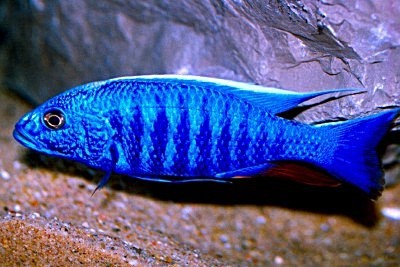 SCIAENOCHROMIS AHLI